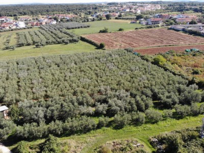 Ein Olivenhain in der Nähe von Novigrad 2