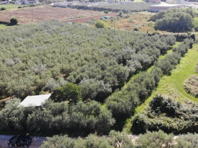 Ein Olivenhain in der Nähe von Novigrad 4