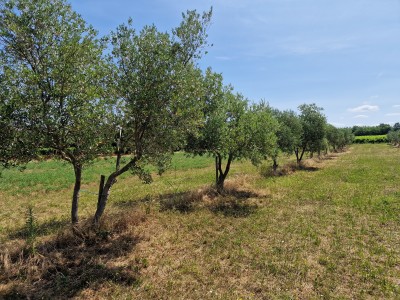 Land near Novigrad 3