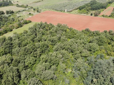 Veliko kmetijsko zemljišče v bližini Umaga 3