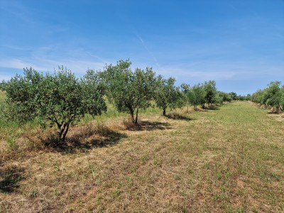 Land near Novigrad 9