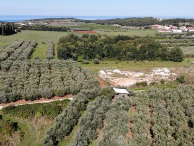 Ein Olivenhain in der Nähe von Novigrad 5