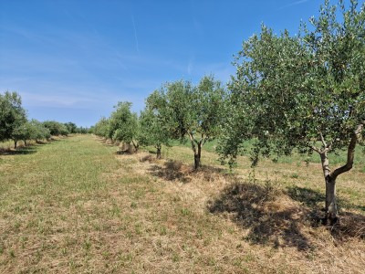 Land near Novigrad 10