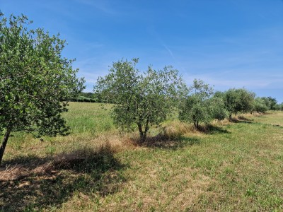 Land near Novigrad 4