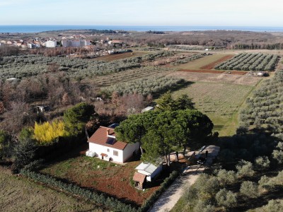 Haus umgeben von Olivenbäumen in der Nähe von Novigrad
