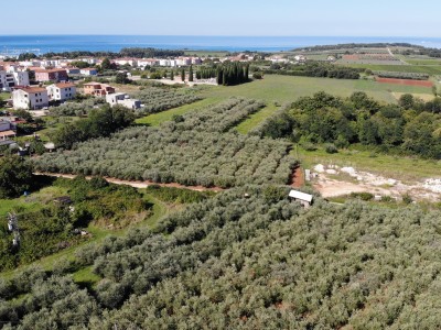 Ein Olivenhain in der Nähe von Novigrad 3