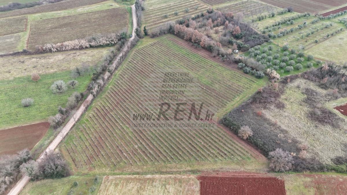 Istarski vinograd s karakterom – 16.860 m² vrhunske zemlje kod Brtonigle 7