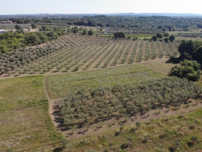 Olive grove close by Novigrad 4