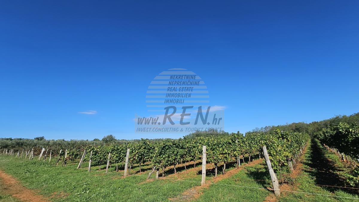Redovit istrski vinograd – 14.400 m² pri Brtonigli 4