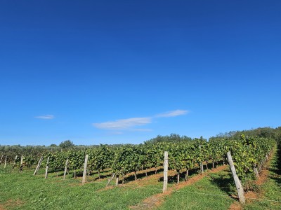 Redovit istrski vinograd – 14.400 m² pri Brtonigli 4