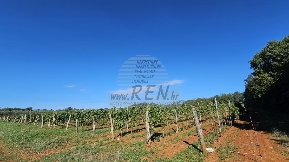 Redovit istrski vinograd – 14.400 m² pri Brtonigli 6