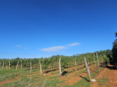 Redovit istrski vinograd – 14.400 m² pri Brtonigli 6