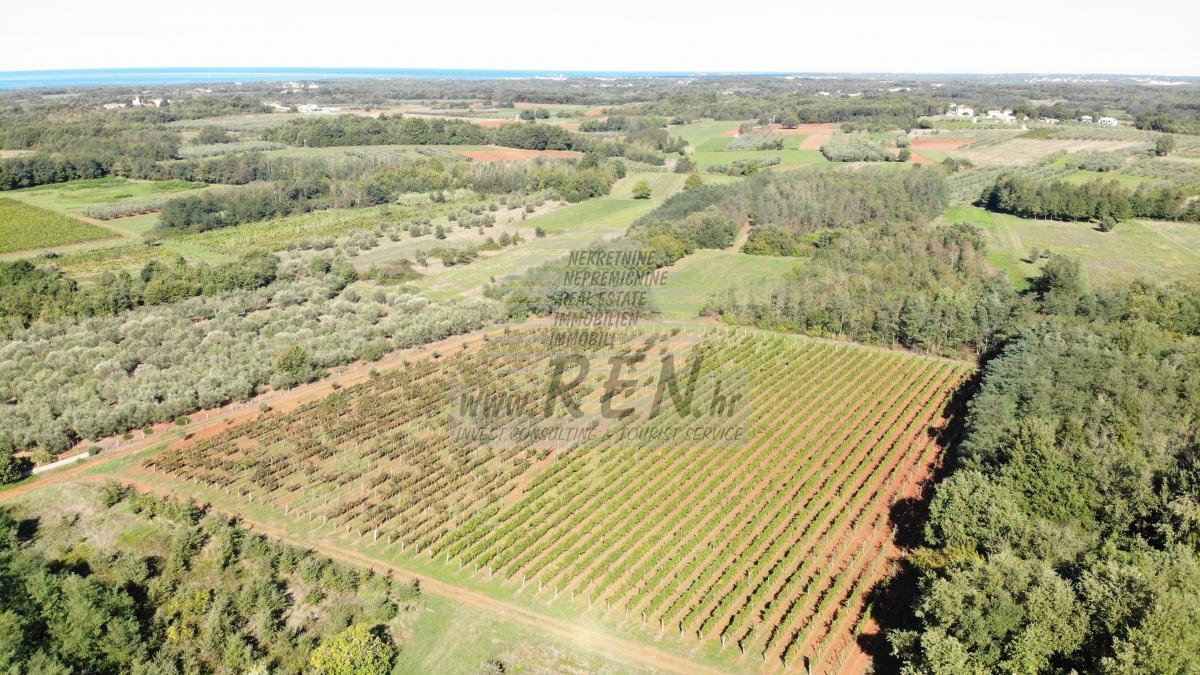 Prilika za kupnju – dva istarska vinograda, preko 3 ha zemlje kod Brtonigle 2