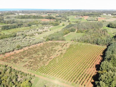 Prilika za kupnju – dva istarska vinograda, preko 3 ha zemlje kod Brtonigle 2