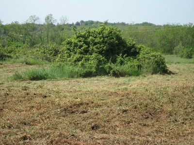 Landwirtschaftliche Flächen in Umag