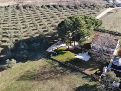 House surrounded by olive trees near Novigrad 4