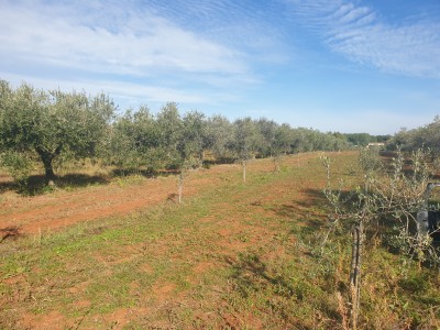 Kmetijsko zemljišče v okolici Novigrada 6