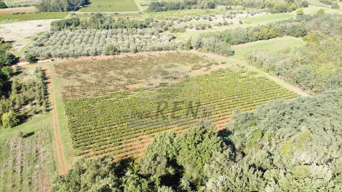 Redovit istrski vinograd – 14.400 m² pri Brtonigli 8