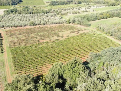 Redovit istrski vinograd – 14.400 m² pri Brtonigli 8