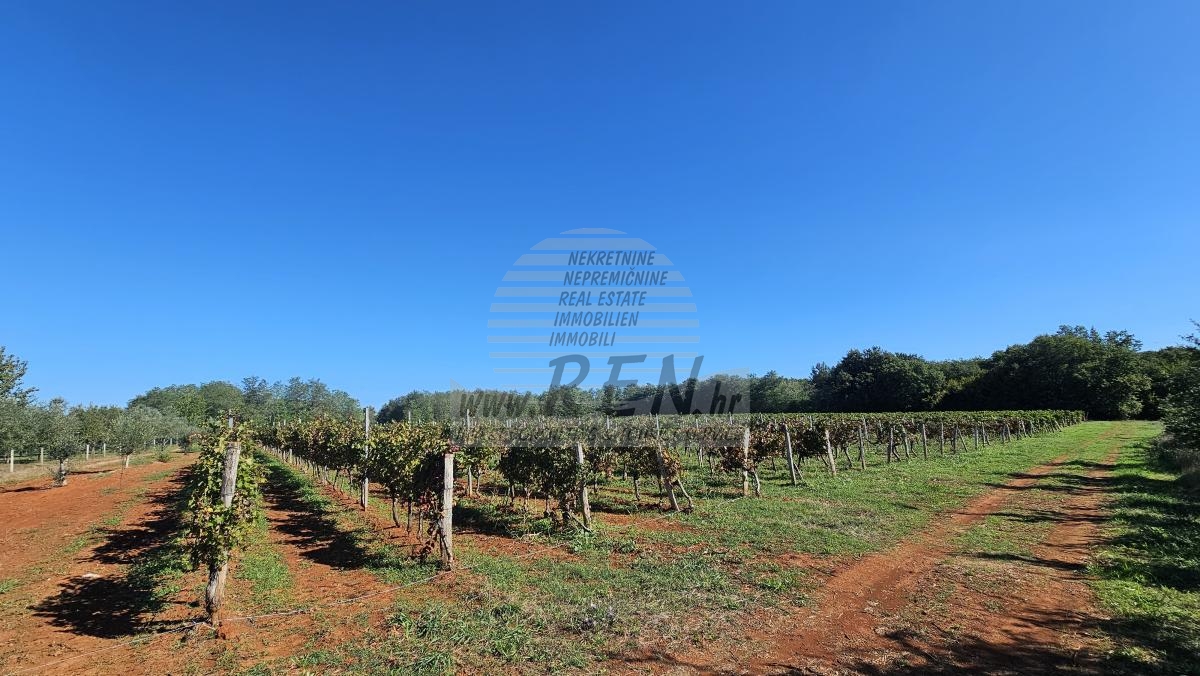 Redovit istrski vinograd – 14.400 m² pri Brtonigli 2