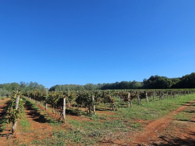 Redovit istrski vinograd – 14.400 m² pri Brtonigli 2