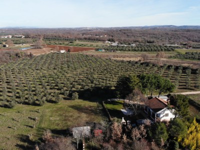 Haus umgeben von Olivenbäumen in der Nähe von Novigrad 8