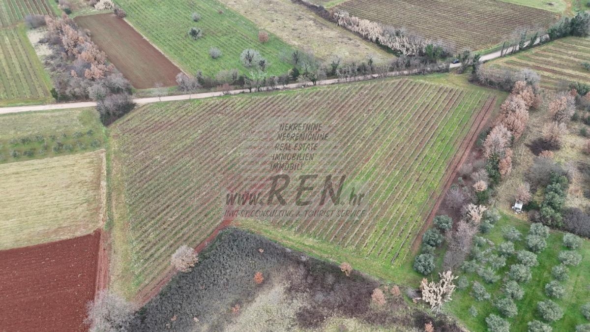 Istarski vinograd s karakterom – 16.860 m² vrhunske zemlje kod Brtonigle 9