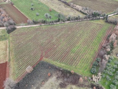 Istarski vinograd s karakterom – 16.860 m² vrhunske zemlje kod Brtonigle 9