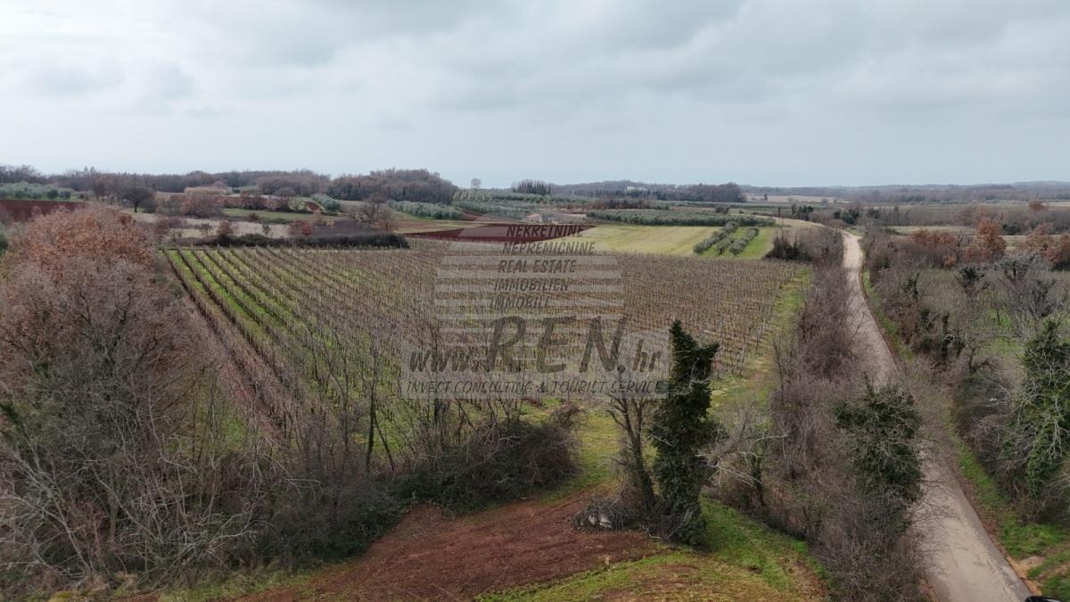 Istarski vinograd s karakterom – 16.860 m² vrhunske zemlje kod Brtonigle 10