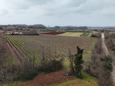 Istarski vinograd s karakterom – 16.860 m² vrhunske zemlje kod Brtonigle 10