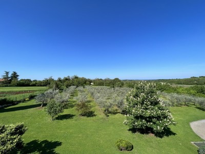 House with an olive grove and a view of the sea 5
