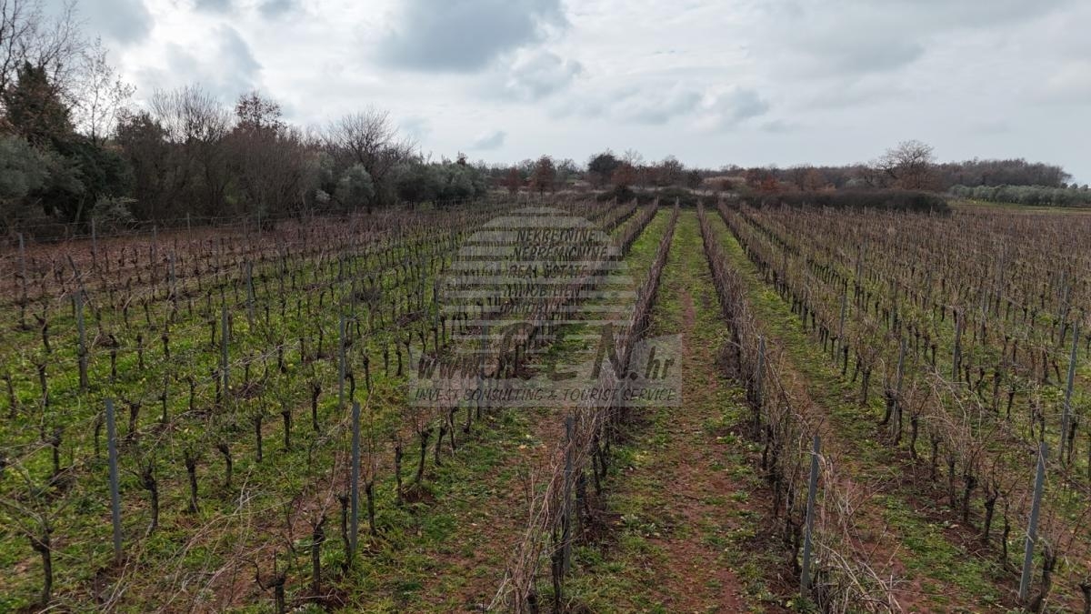 Istarski vinograd s karakterom – 16.860 m² vrhunske zemlje kod Brtonigle 11