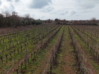 Istarski vinograd s karakterom – 16.860 m² vrhunske zemlje kod Brtonigle 11