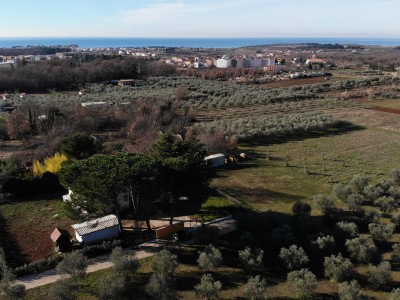 Haus umgeben von Olivenbäumen in der Nähe von Novigrad 2