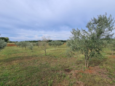 Kmetijsko zemljišče v okolici Novigrada 4