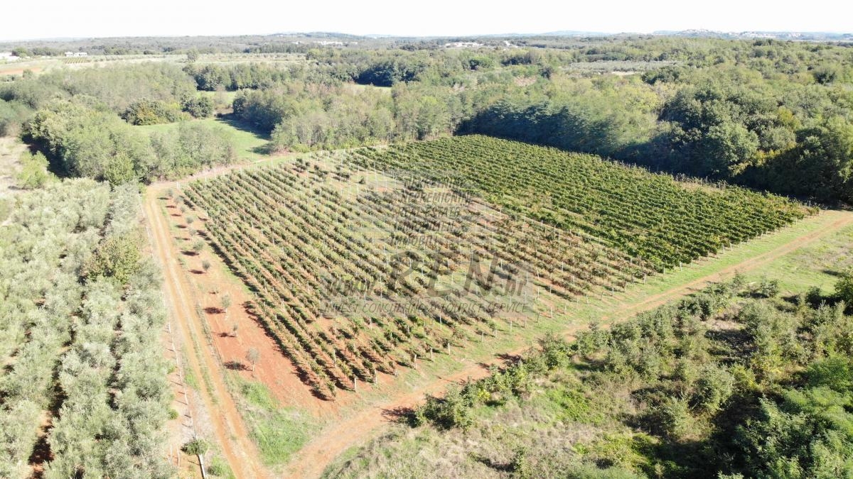 Redovit istrski vinograd – 14.400 m² pri Brtonigli 11