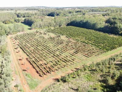 Redovit istrski vinograd – 14.400 m² pri Brtonigli 11