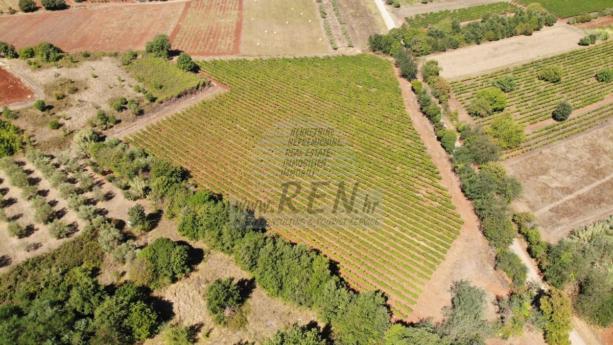 Istarski vinograd s karakterom – 16.860 m² vrhunske zemlje kod Brtonigle 4