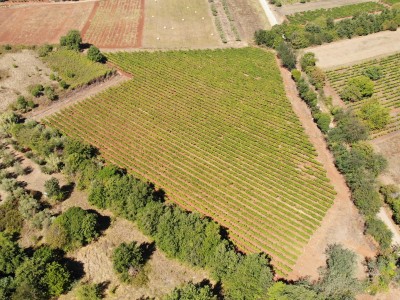 Istarski vinograd s karakterom – 16.860 m² vrhunske zemlje kod Brtonigle 4