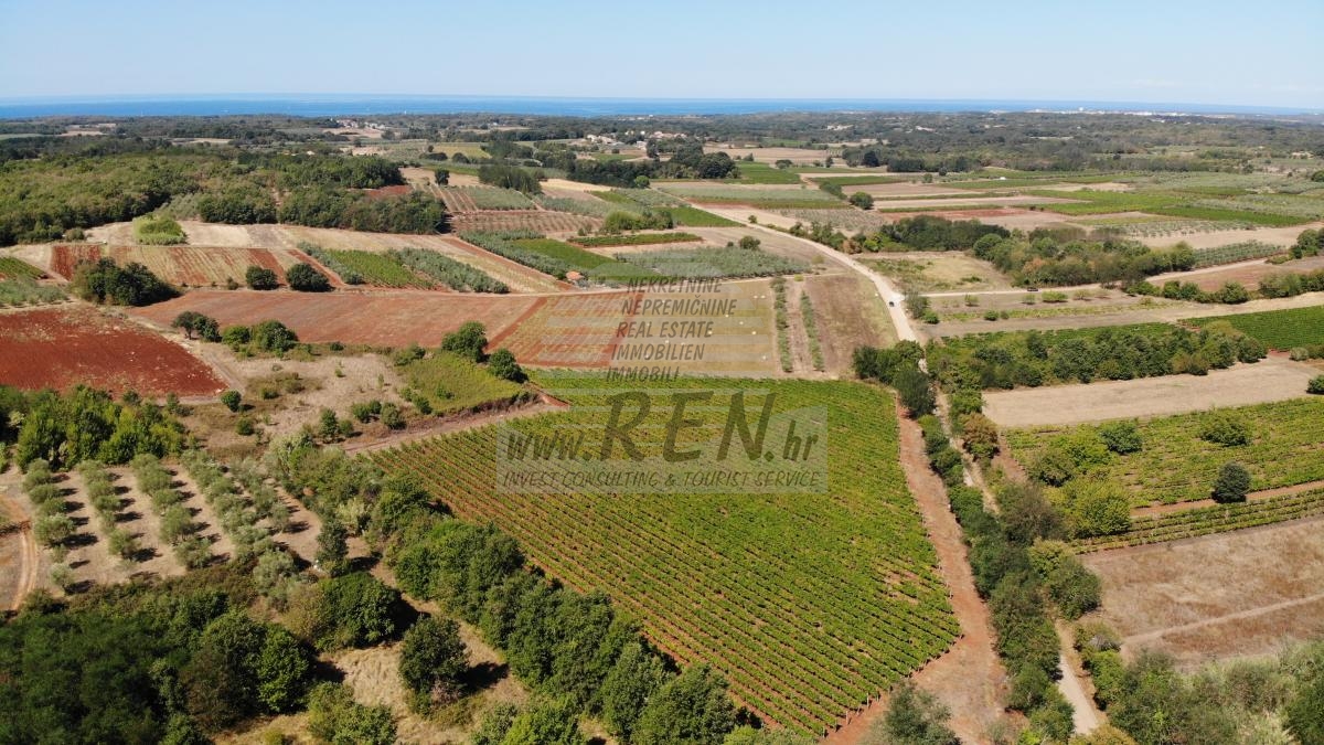 Istarski vinograd s karakterom – 16.860 m² vrhunske zemlje kod Brtonigle 5