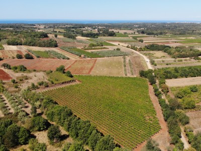 Istarski vinograd s karakterom – 16.860 m² vrhunske zemlje kod Brtonigle 5
