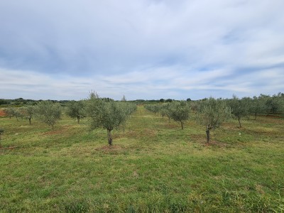 Landwirtschaftliche Flächen in Novigrad 6