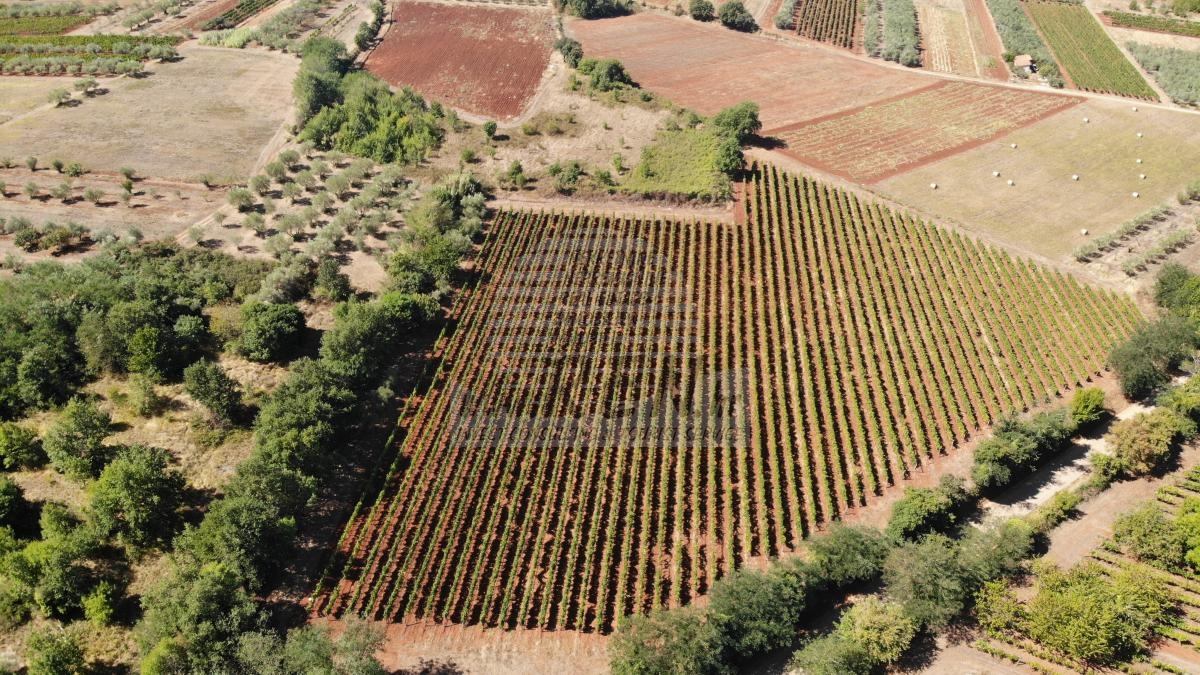 Istarski vinograd s karakterom – 16.860 m² vrhunske zemlje kod Brtonigle 2