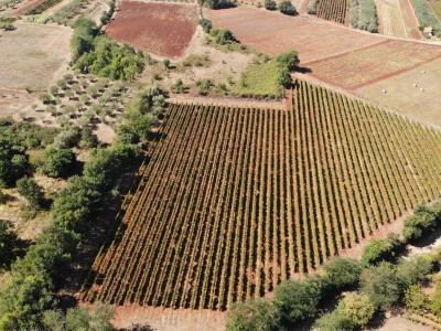 Istarski vinograd s karakterom – 16.860 m² vrhunske zemlje kod Brtonigle 2