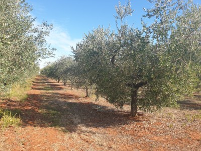 Kmetijsko zemljišče v okolici Novigrada 3