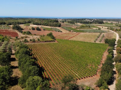 Prilika za kupnju – dva istarska vinograda, preko 3 ha zemlje kod Brtonigle