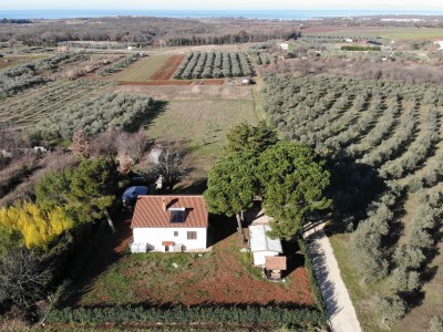 Haus umgeben von Olivenbäumen in der Nähe von Novigrad 3