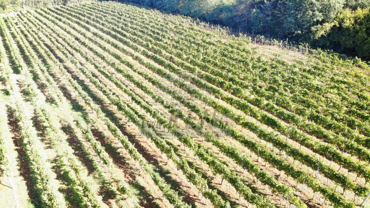 Redovit istrski vinograd – 14.400 m² pri Brtonigli 10