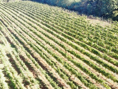 Redovit istrski vinograd – 14.400 m² pri Brtonigli 10