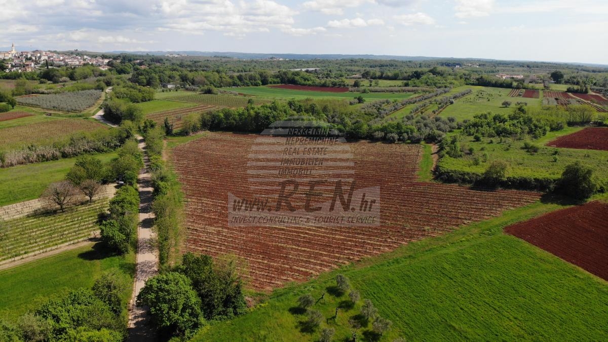 Istarski vinograd s karakterom – 16.860 m² vrhunske zemlje kod Brtonigle 6